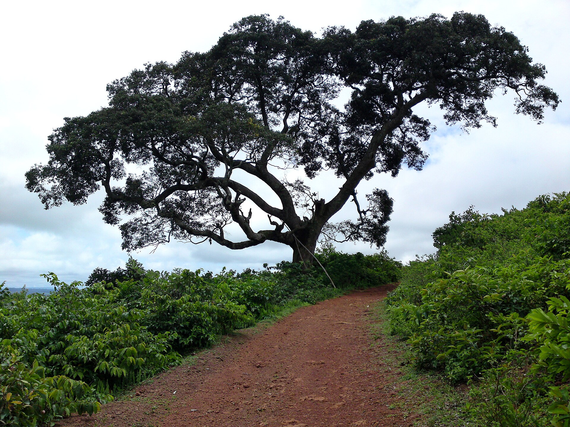 Piste et grand arbre dans le Fouta-Djalon