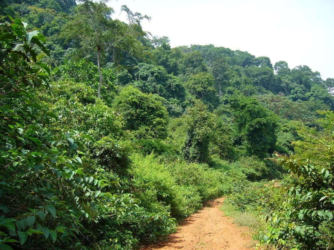 La forêt qui entoure les cascades de Soumba